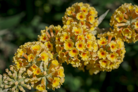 Yellow Buddleja davidii plant blooming in close up