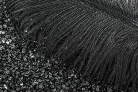 Close up photo of a feather, on a backgroundの写真素材