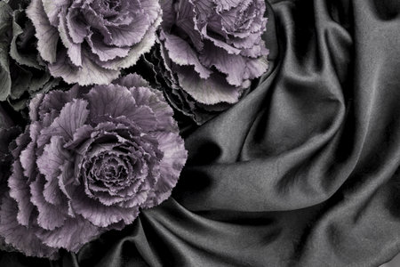 A colorful purplish ornamental cabbage on blackの写真素材