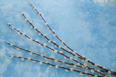 Pussy willow branches on blue background, top view. Easter greeting card