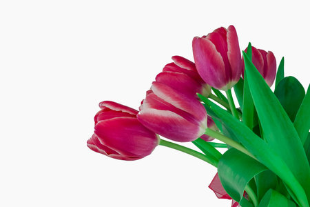 Bouquet of pink tulips isolated on white background, close upの写真素材