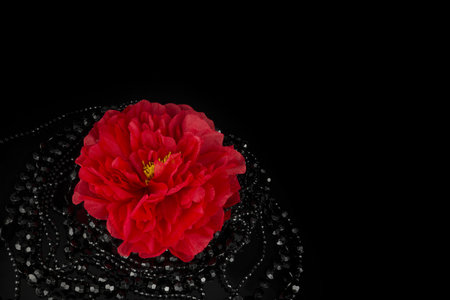 Red peony on black background with pearls and space for textの写真素材