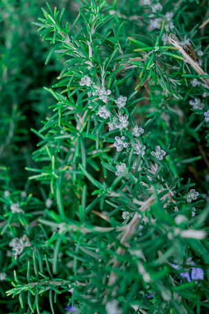 Rosemary sprigs in the garden. Selective focus.の写真素材