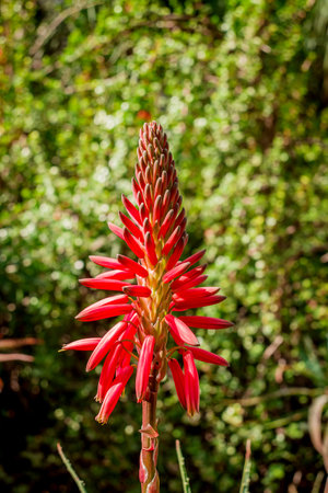 Red Aloe Vera flower in the garden, Thailand. Selective focus.の写真素材