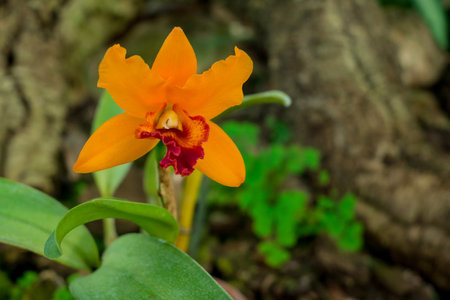 Beautiful orange orchid flower in the botanical garden, Thailand.の写真素材