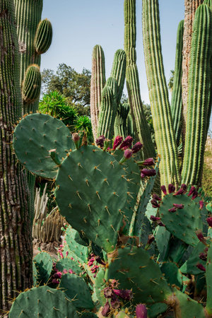 Cactuses in the botanical garden of Gran Canaria, Spainの写真素材