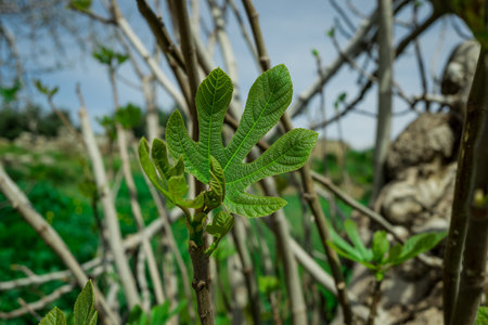 Close up of Fig tree branch with green leaves in the garden.