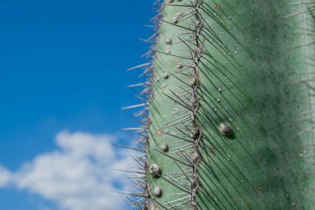 Closeup of a cactus with thorns against a blue sky