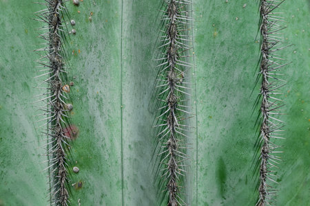 Close up of green cactus texture with thorns, Thailand.の写真素材