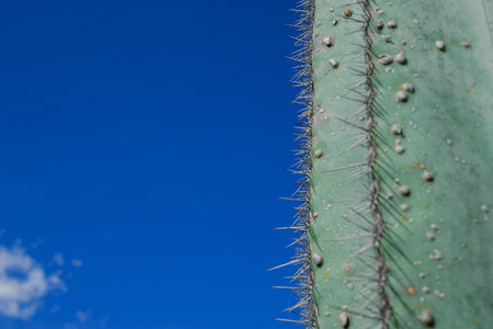 Close up of a cactus with thorns against a blue sky