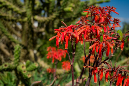 Red flowers of Aloe Vera plant in the botanical garden.の写真素材