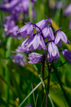 Bluebells (Hyacinthoides non-scripta)の写真素材