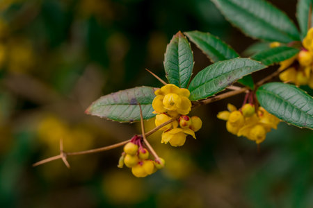 Flowering barberry bush with yellow flowers and green leaves.の写真素材
