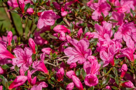 Azalea flowers blooming in the garden. Close up.の写真素材