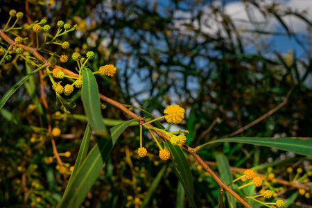 Eucalyptus branch with yellow flowers and green leaves.