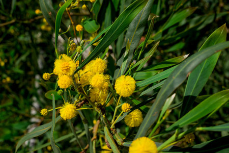 Mimosa tree with yellow flowers and green leaves, close upの写真素材