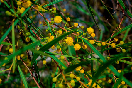 Close up of mimosa flowers in the garden. Selective focus.の写真素材