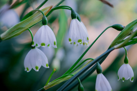 Beautiful white snowdrop flowers blooming in the spring forest.の写真素材