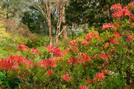 Azalea flowers blooming in the botanical garden in springの写真素材