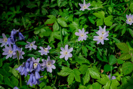 Anemone hepatica, snowdrop anemone, wood anemone, wood anemoneの写真素材