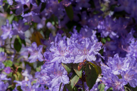 Purple rhododendron flowers blooming in the gardenの写真素材