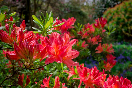 Rhododendron flowers blooming in the spring garden.の写真素材