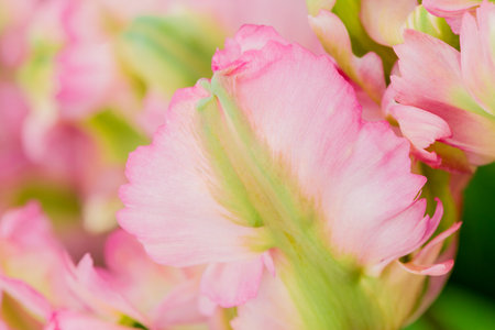 Close up of pink freesia flowers, shallow depth of fieldの写真素材
