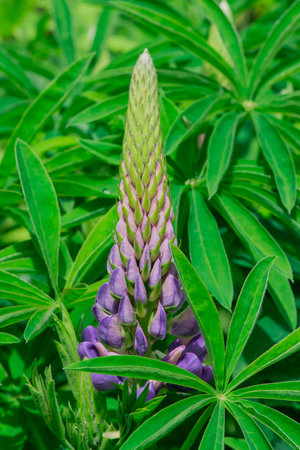 Lupine flower on a green background. Close-up.の写真素材
