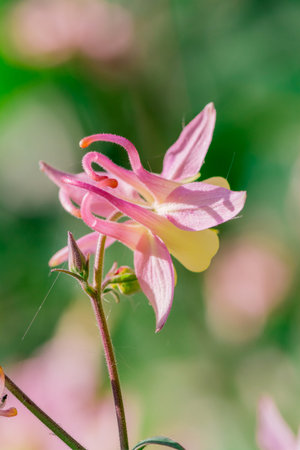 Close up of aquilegia vulgaris flower, Thailand.の写真素材