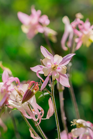 Close up of aquilegia flowers, Thailand. Selective focus.の写真素材