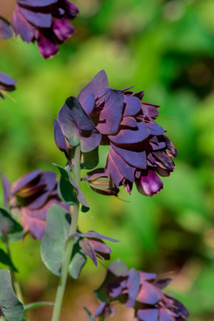 Close up of purple flower in the garden. (Scientific name: Helleborus vulgaris)の写真素材