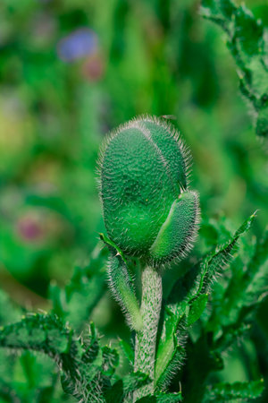poppy bud on a green background in the garden. selective focusの写真素材