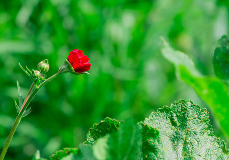 Red flower on green background. Shallow depth of field (DOF)の写真素材