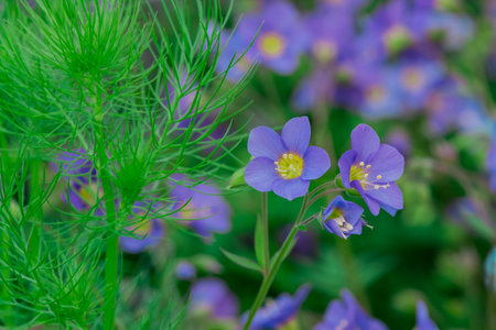 Pulsatilla patens (Pulsatilla patens)
