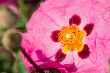 Close up of a Cistus cistus flower in bloomの写真素材