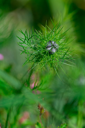 Close up of a black beetle on a flower in the garden.