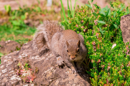 Squirrel sitting on a rock in the garden. Squirrel in the park.の写真素材