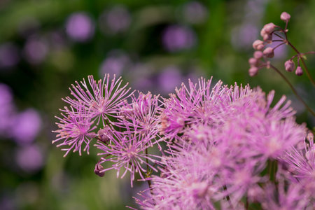 purple flowers in the garden, shallow depth of field, selective focus