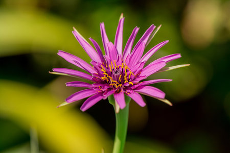 Purple flower with green background, macro shot, shallow depth of fieldの写真素材