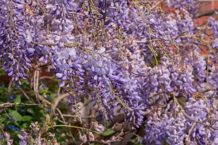 Purple wisteria blooming in the garden in spring.の写真素材