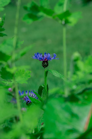 blue cornflowers in the garden on a background of green leavesの写真素材