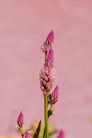 Celosia argentea flower in garden, Thailand.の写真素材
