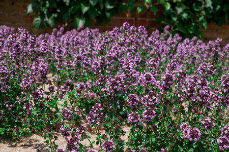 Purple flowers of oregano on the background of a brick wallの写真素材