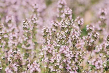 Thymus vulgaris (Thymus officinalis)