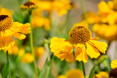 Beautiful yellow flowers in the garden, close up. Nature backgroundの写真素材