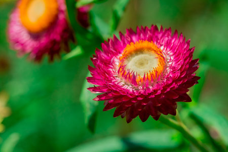 Straw flower in garden, Thailand. (Helichrysum bracteatum)の写真素材