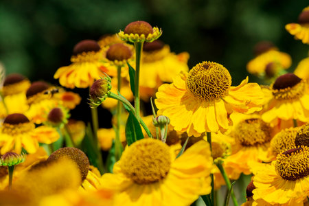 Beautiful yellow flowers in the park. Shallow depth of field.の写真素材