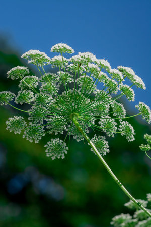 Close up of blooming dill (Angelica) plant.