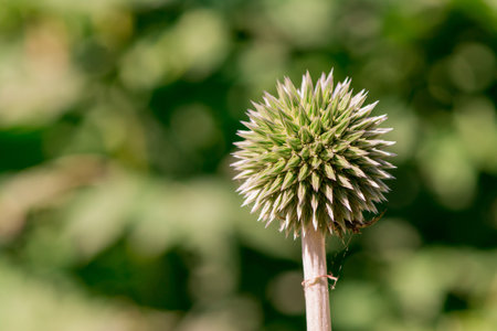 Close up of a green globe thistle plant on a blurred backgroundの写真素材