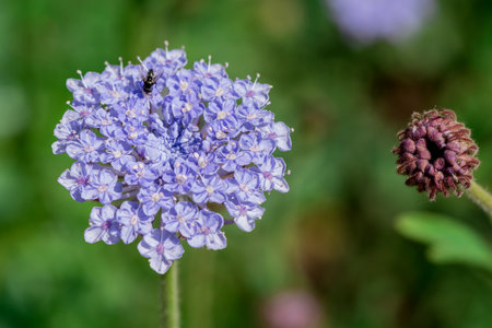 Close up of a blue flower with a bee in the background.の写真素材